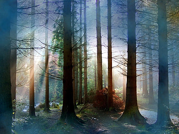 Landscape, Trees HD wallpaper