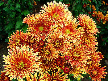 Flowers, Chrysanthemum, Bright, Colorful, Mottled, Variegated HD wallpaper
