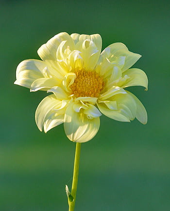 Close-up of a vibrant yellow flower blooming with delicate petals in soft sunlight. HD phone wallpaper
