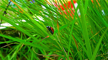 Macro, Insect, Ladybug, Crawl, Ladybird, Herbs HD wallpaper