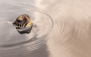 Animals, Water, Circles, Surface, Head, Turtle HD wallpaper