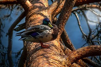 Bird on a tree, blue, birds, duck, graphy, tree, brown, branches, nature, U HD wallpaper