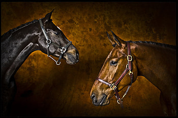horses, head, nature, animals HD wallpaper