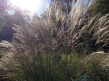 Ornamental Grass, Nature, Sunset, Autumn, Grass HD wallpaper