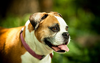 Animals, Dog, Sight, Opinion, Protruding Tongue, Tongue Stuck Out, Collar, Boxer HD wallpaper