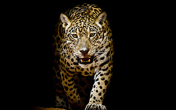 Leopard, predator, portrait HD wallpaper