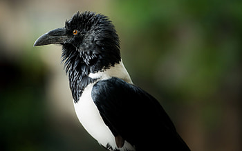 Crow, white, black, bird, green, pasare HD wallpaper