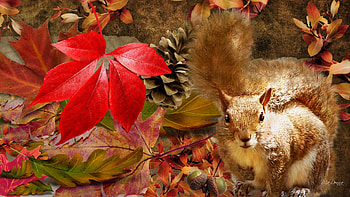 Squirrel Autumn, leaves, firefox persona, acorns, fall, autumn, cone, squirrel HD wallpaper