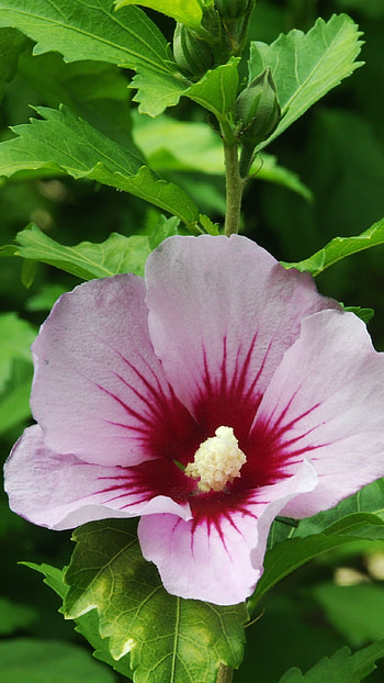 Hibiscus, Flower HD phone wallpaper