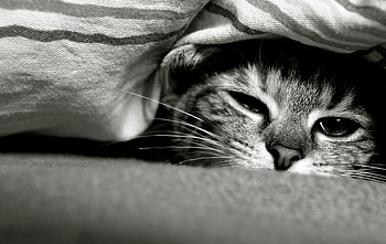 Animals, Cat, To Lie Down, Lie, Muzzle, Eyes, Bw, Chb HD wallpaper