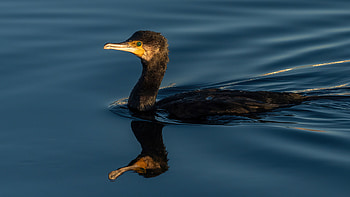 A7IV thread, Cormorant graphy, Professional equipment, Stunning captures HD wallpaper