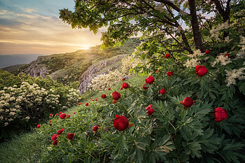 Forest spring mountain, Bulgaria, Sunset, Peony HD wallpaper