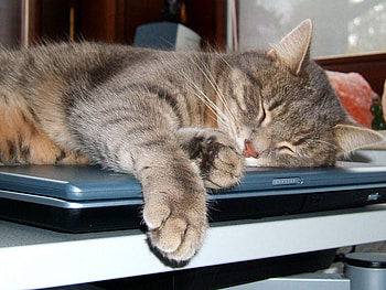only a small break, rest, computor, break, cat, sleep HD wallpaper