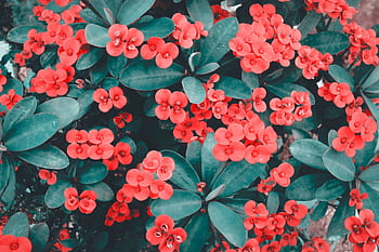 A vibrant close-up of blooming Crown of Thorns flowers with lush green leaves, showcasing natural beauty and elegance. HD wallpaper