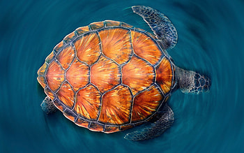 backgrounds, Sea turtle, , Sea turtle HD wallpaper