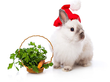 Santa bunny, animal, bunny, carrot, holiday, christmas, hat, santa HD wallpaper