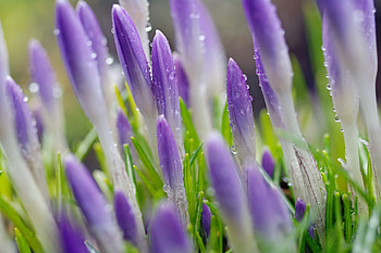 Purple crocus, water drops, close up, flowers HD wallpaper