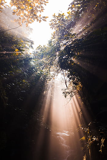 Sunbeams pierce the dense foliage in a serene forest in Pamijahan, Indonesia. HD phone wallpaper