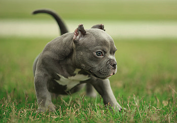 Pit bull, dog, play, animal HD wallpaper