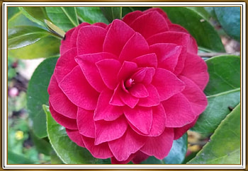 PRETTY CAMELLIA, FLOWER, PRETTY, NATURE HD wallpaper