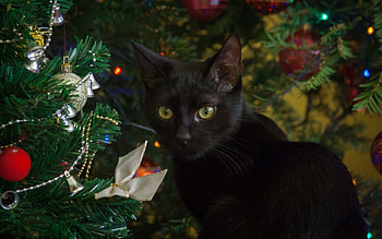 Christmas Cat, spruce, black, cat, Christmas HD wallpaper