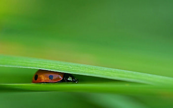 Grass, Leaves, Macro, Ladybug, Ladybird, Press Down, Press HD wallpaper