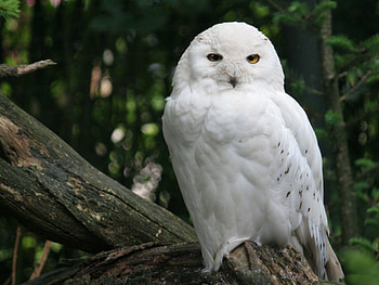 *** Snowy Owl ***, sowa, zwierzeta, ptaki, sniezna HD wallpaper