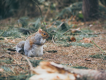 Animals, Squirrel, Grass, Stroll, Fat, Thick HD wallpaper
