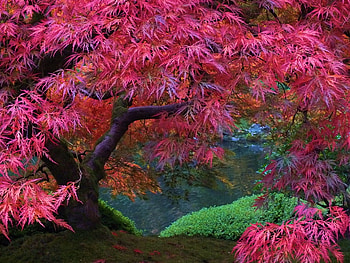 Amazing colors, leaves, plants, red, trees, garden, nature, nice, tree HD wallpaper