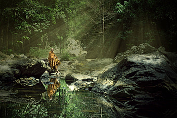 Nature's beauty, Thai forests, Serene landscapes, Tranquil atmosphere HD wallpaper