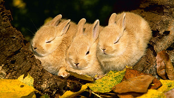 Sleeping bunnies HD wallpaper
