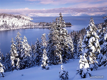 Trees in winter, winter, forest, snow, tree HD wallpaper