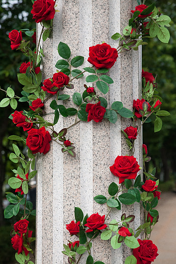 Flowers, Roses, Registration, Typography, Garden, Decoration, Column, Decorating HD phone wallpaper