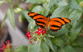 Banded Orange Butterfly, nature, butterfly, insect, flower HD wallpaper