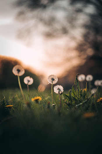 Flowers, Grass, Dandelions, Macro HD phone wallpaper
