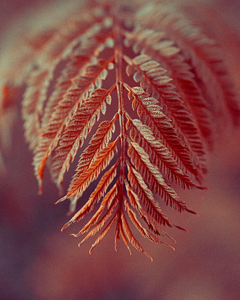Leaves, Macro, Branch HD phone wallpaper