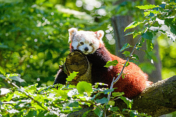 Animals, Wood, Tree, Beast, Panda, Red Panda HD wallpaper
