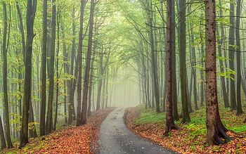 Forest Road in Czechia, nature, road, Czechia, forest, mist HD wallpaper
