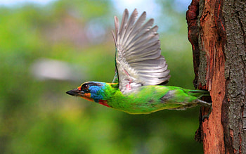 Animals, Bird, Wood, Multicolored, Motley, Tree, Flight, Nest HD wallpaper