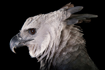 Harpy Eagle, Close-up portrait, grapher's masterpiece, Wildlife capture HD wallpaper