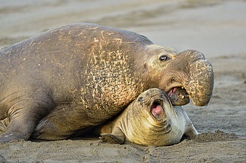 Northern Elephant Seal, animal, seal, elephant, northern HD wallpaper