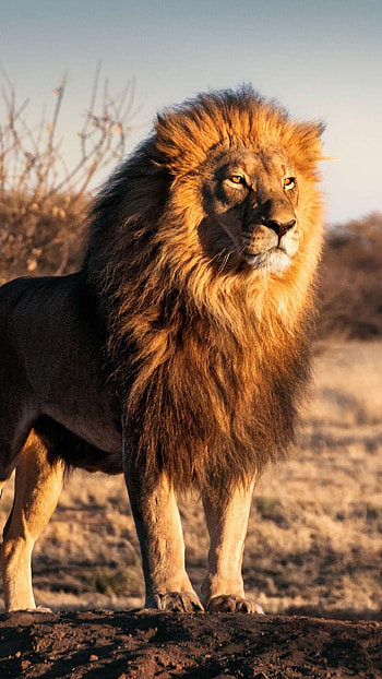 Lion, Golden Lion HD phone wallpaper