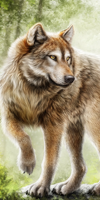 Beautiful Painting of Timber Wolf, painting, Animal, wolf HD phone wallpaper