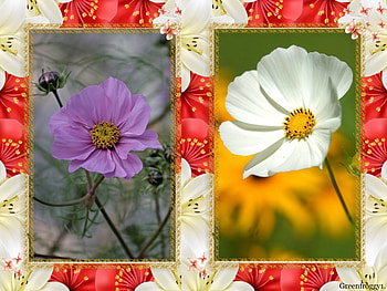 PRETTY COSMOS, COSMOS, PRETTY, FLOWERS HD wallpaper