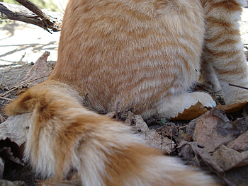 cat, white, kitty, yellow, thinker, cute, leaf, striped cat, orange HD wallpaper