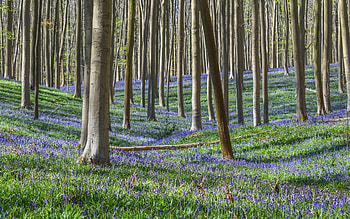 Bellflower Forest, trees, bellflowers, flowers, forest HD wallpaper
