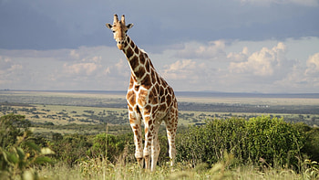 Uganda travels, ultra giraffe , Stunning backgrounds HD wallpaper