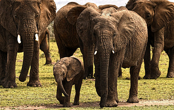 Kruger National Park, Maasai Mara National Reserve, , Nature's beauty HD wallpaper
