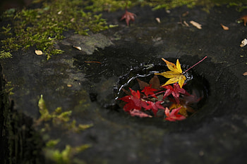 Autumn Leaves, leaves, colors, autumn, leaf, nature HD wallpaper