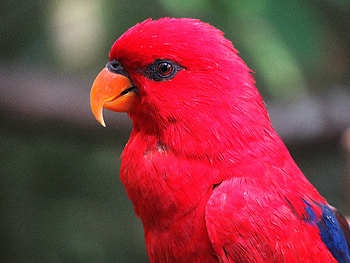 Animals, Parrots, Bright, Macaw HD wallpaper